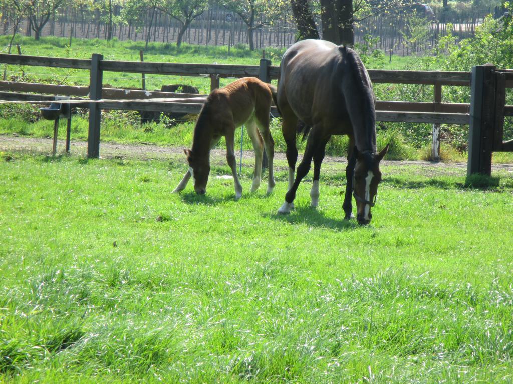 B&B De Turffabriek Griendtsveen ภายนอก รูปภาพ